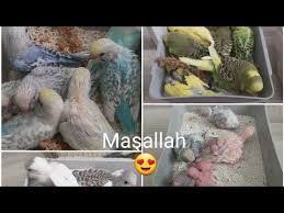 Muhabbet Kusu Kuluckadayken Dikkat Edilecekler Youtube