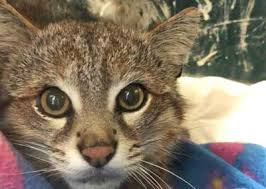Vive tanto en estepas como en zonas de matorral y bosques. Liberan A Gato Colocolo Tras 4 Meses De Tratamiento En Centro De Rehabilitacion El Observatodo Cl Noticias De La Serena Y Coquimbo