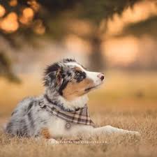 They Re Basically The Top Models Of The Dog World Australian Shepherd Aussie Dogs Aussie Puppies