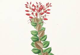 Image result for Agarista