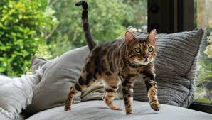 ‪Guide for Overweight Cats | Health & Advice | Lily's Kitchen‬‏