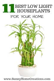 11 Best Low Light Indoor Plants For Your Home In 2020 Bathroom Plants Low Light Houseplants Low Light Indoor Plants Low Light