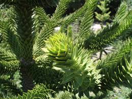 It may live for 500 years or more, and can often reach a thousand years of age. The Monkey Puzzle Tree Araucaria Araucana The Garden Of Eaden