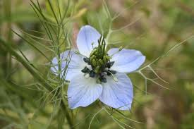Pin On Gardening