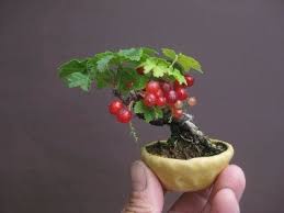 There are many fruit trees being transformed into the dwarf/miniature forms by means of grafting. Bonsai Fruit Trees Are Especially Difficult Youtube
