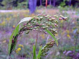 Image result for Panicum adenophorum