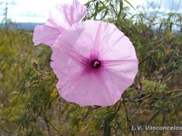 Image result for Bulbostylis schoenoides