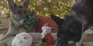 The white house said champ has been hanging out in his dog bed by the fireplace while major has taken. Champ And Major Biden Star In Adorable Christmas Video