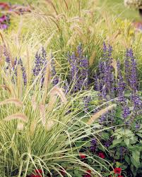 10 Companions For Ornamental Grasses In The Landscape Proven Winners