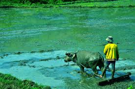 Image result for QUÃŠ HÆ¯Æ NG
