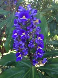 Image result for Dichorisandra