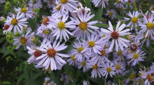 Image result for Aster bakerianus