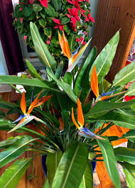 Image result for Strelitzia