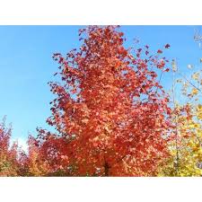 Acer pacific sunset® érable pacific sunset® sapindaceae ( = acer warrenred) origine: Acer Pacific Sunset Amerikaanse Esdoorn