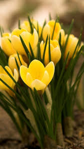 We did not find results for: Welche Fruhlingsblumen Bluhen Wann Fruhling Blumen Fruhlingsblumen Bilder Fruhlingsblumen