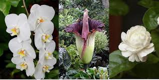 Check spelling or type a new query. Lambang Bunga Dari Vietnam Dan Negara Negara Asia Tenggara Photography Steemit