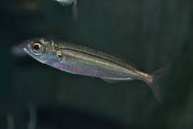 Image result for Boops boops