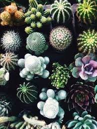 Check out our cactus seeds selection for the very best in unique or custom, handmade pieces from our gardening & plants shops. 67 Favorite Places Spaces Ideas Planting Flowers Cacti And Succulents Plants