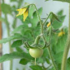Tomatoes take 20 to 30 days to reach maturity from the. A Beginner S Guide To Growing Tomato Plants Dengarden