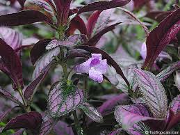 Image result for Strobilanthes