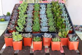 Order online in bulk or come to our greenhouses located in fenwick. Pin On Succulents