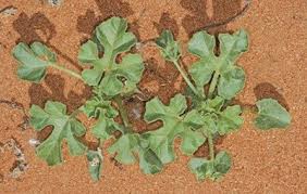 Image result for Cucumis myriocarpus