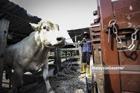 Kandang lembu has 3,443 members. Daily Life Lembu Dan Kambing Sedia Untuk Korban