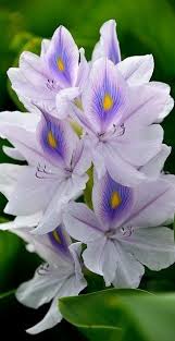 Beautiful Garden Flowers Cvety Ekzoticheskie Cvety Tropicheskie Cvety