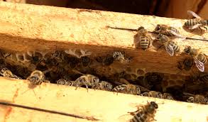 Be Mindful Of Bee Activities In Areas Near Your Home Keep A Safe Distance And Call Thebeeman As Soon As Possible At 949 Bee Activities Bee Removal Wine Rack