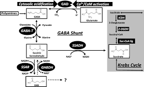 You can substitute bragg liquid aminos with a ratio of 1:1 in any recipe that calls for soy sauce. Strategies And Tools For Studying The Metabolism And Function Of G Aminobutyrate In Plants I Pathway Structure