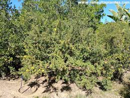 Image result for Rhigozum brevispinosum