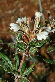 Image result for Blepharis