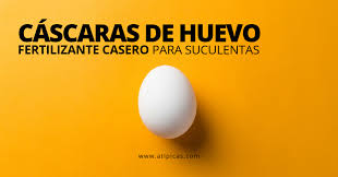 Ya conocía el producto, y por eso he vuelto a comprarlo para. Cascaras De Huevo Como Fertilizante O Abono Casero Para Suculentas Y Cactus Atipicas Suculentas