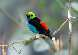 Pin On Aves