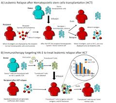 Below are consolidated reports on three prominent ahsct studies. Ha 1 Immunotherapy For Hematopoietic Stem Cell Transplant Patients To Lower Leukemia Relapse