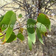 Image result for Colophospermum mopane