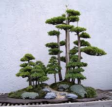 Bonsai Bonsai Tree Care Juniper Bonsai Bonsai Forest