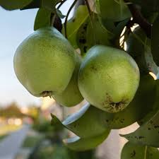 První písemná zmínka o obci pochází z roku 1368. Obec Hrusky Fotografie Home Facebook