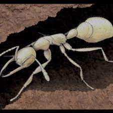 Ready to hire desired completion date: Pdf The Six Legged Muse
