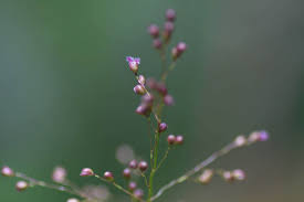 Image result for Isachne