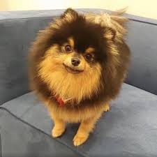 For Yeontan Tk 2020 Yavru Kopek Sevimli Kopek Yavrulari Hayvan