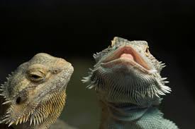 Maybe you would like to learn more about one of these? Can Bearded Dragons Lay Eggs Without Mating