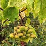 Image result for Vernicia