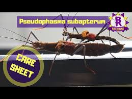 Image result for Pseudobersama