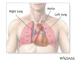 The function of the lungs is to oxygenate blood. Thoracic Organs Medlineplus Medical Encyclopedia Image