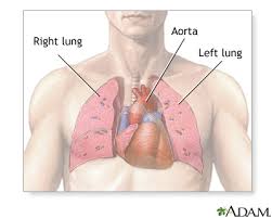 Current standards call for compression of the chest at least 5 cm deep and at a rate of 100 compressions per minute, a rate equal each of the upper chambers, the right atrium (plural = atria) and the left atrium, acts as a receiving chamber and. Thoracic Ct Information Mount Sinai New York