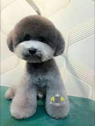 Dogs Face Cute Dogs Cute Cats And Dogs Dog Haircuts