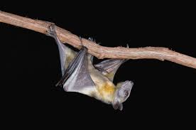 Why Bats Are Such Good Hosts For Ebola And Other Deadly Diseases Wired