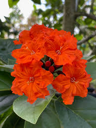 Image result for Geigeria africana