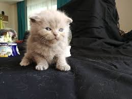 Izmir Kedi Evi Safkan Lisans Belgeli Scottishfold Lilac Facebook